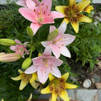 Katerina Liapi 50 576x768