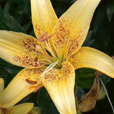 Katerina Liapi 51 576x768